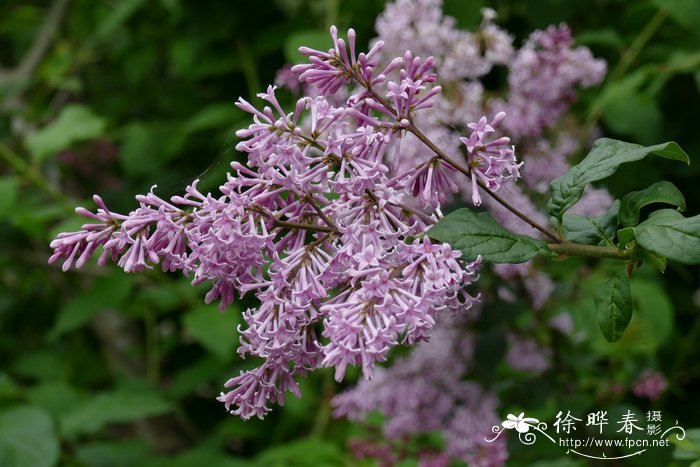 独本菊