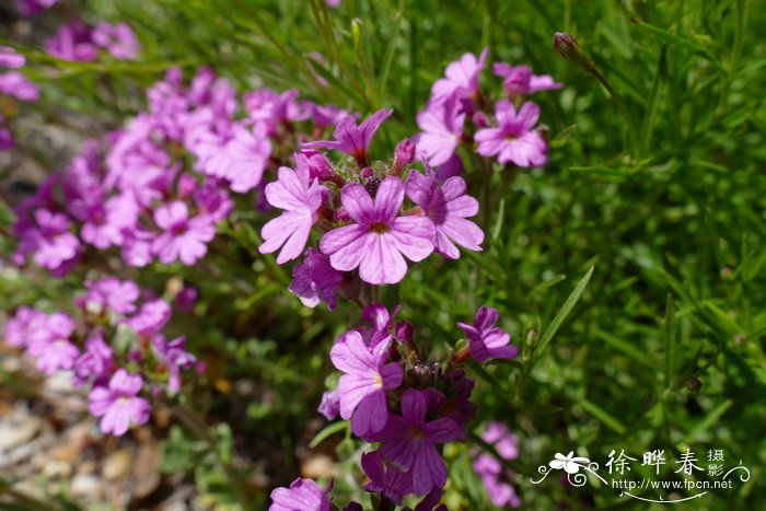 水仙花的知识