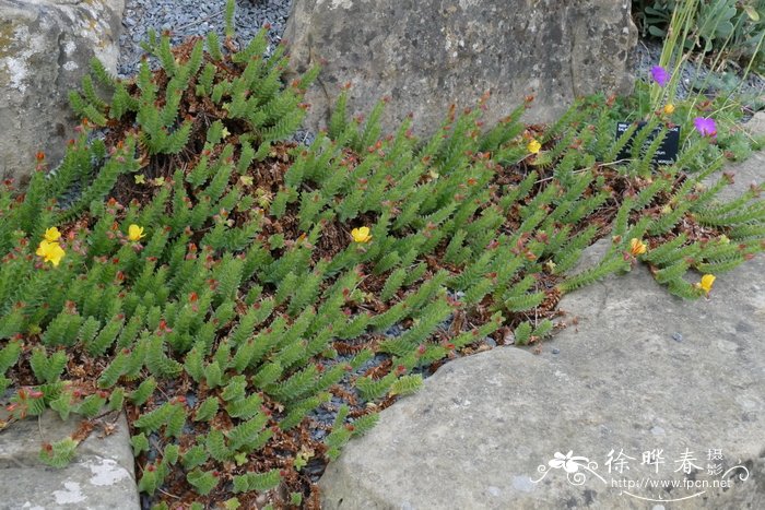 观果植物