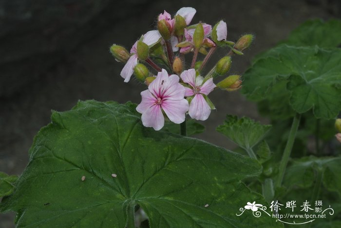 银莲花图片