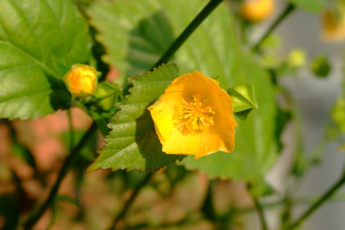 木本花卉有哪些品种