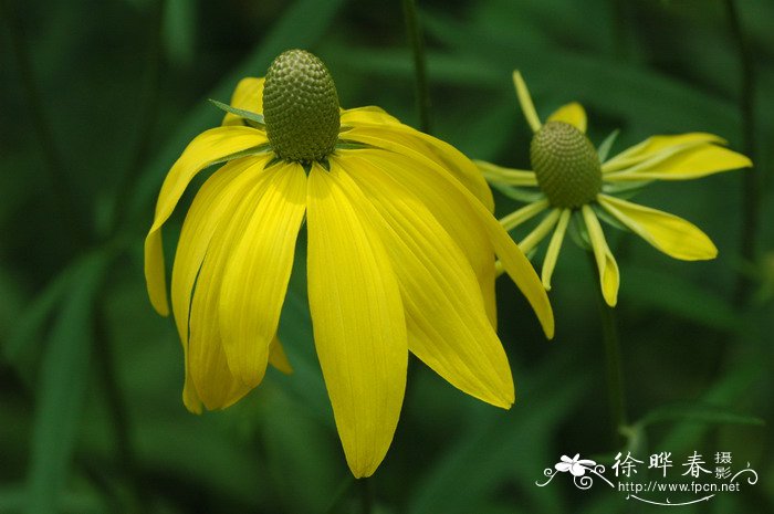 小叶栀子花