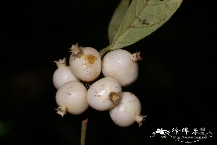 辣木籽的功效与作用及食用方法