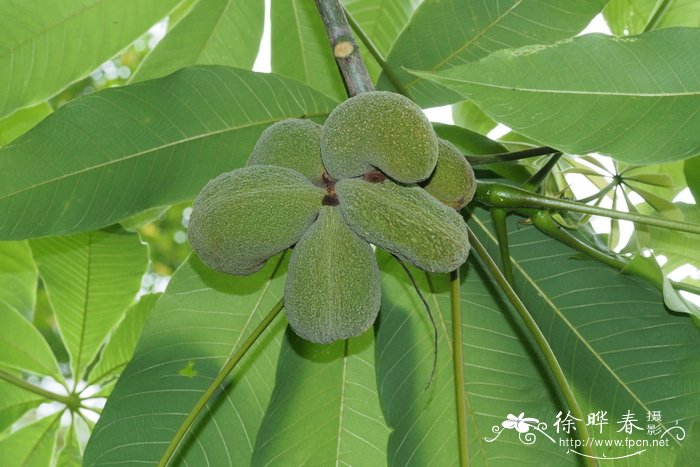 玉渊潭公园樱花节