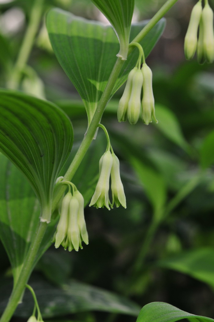 家居植物风水