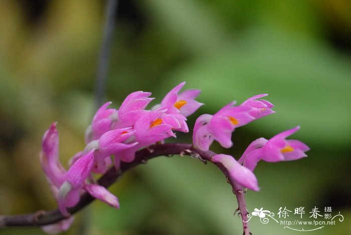 野三七图片植物图片