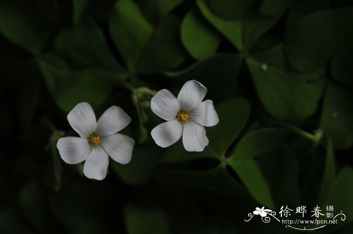 广州的市花是什么