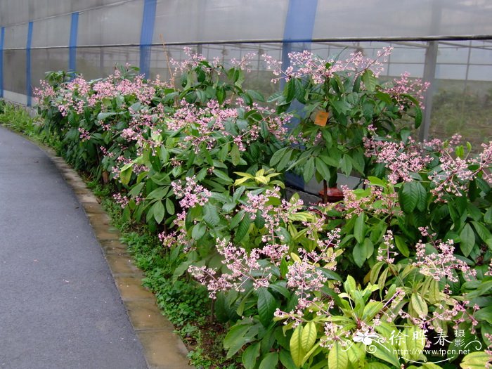 木香花和爬藤月季比较