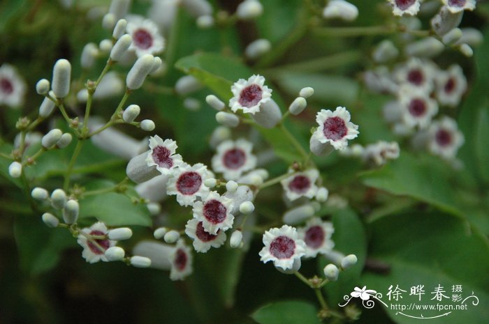 丁香花五月