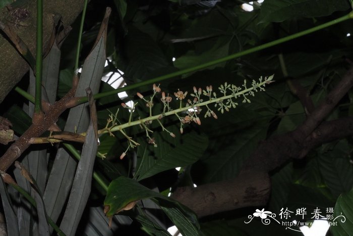 地衣是什么植物