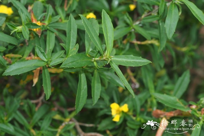 小兔子狼尾草