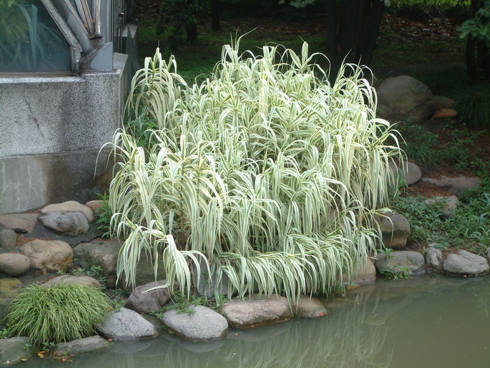 叶子花和三角梅的区别