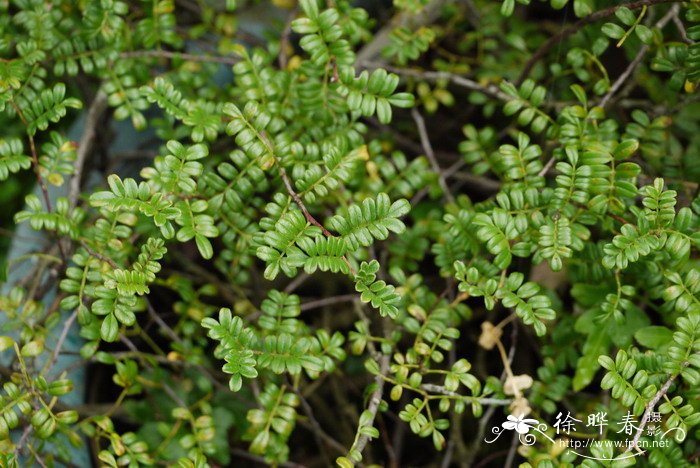 小桂花树苗