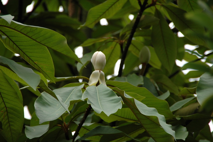 植物简笔画图片大全