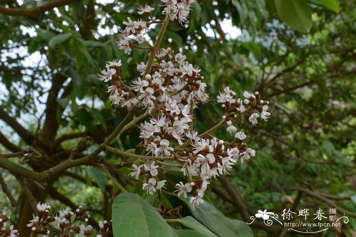 小盆栽植物