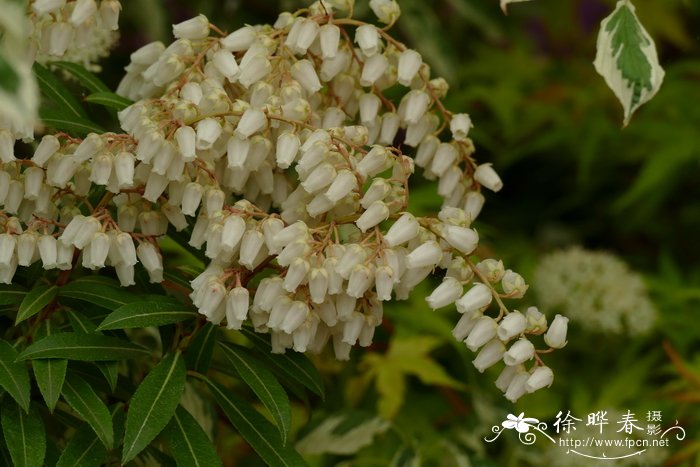 菊花什么颜色