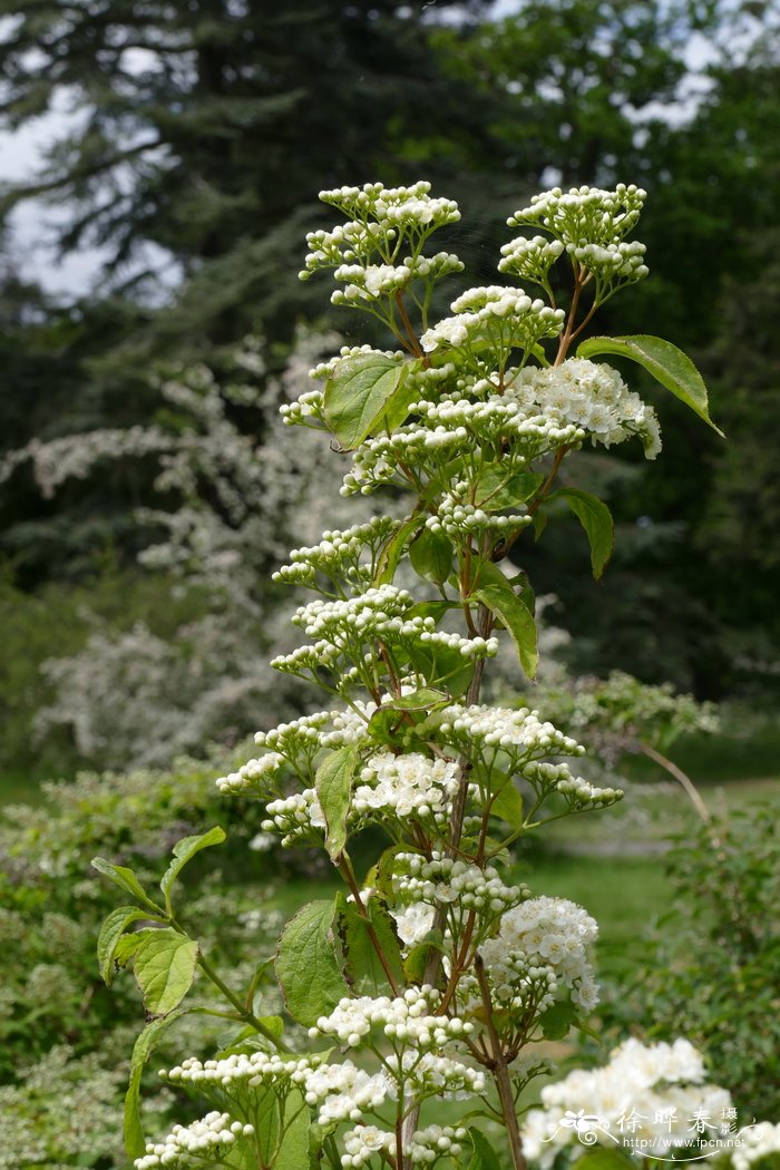 高山杜鹃花图片