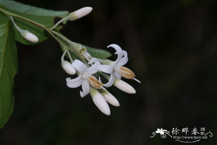 小叶栀子花