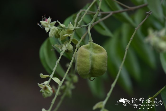 无花果怎么种