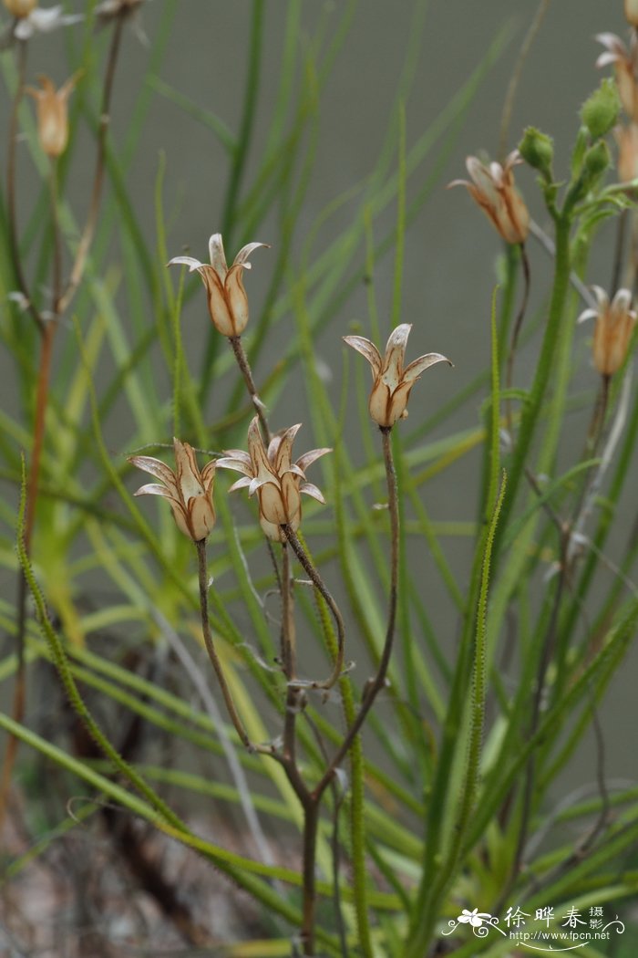 12公分桂花树价格