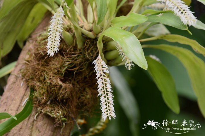 玫瑰花什么季节开