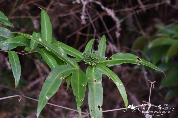 重阳节茱萸图片