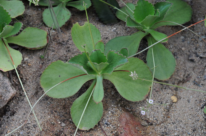 客厅适合养什么花和植物好风水