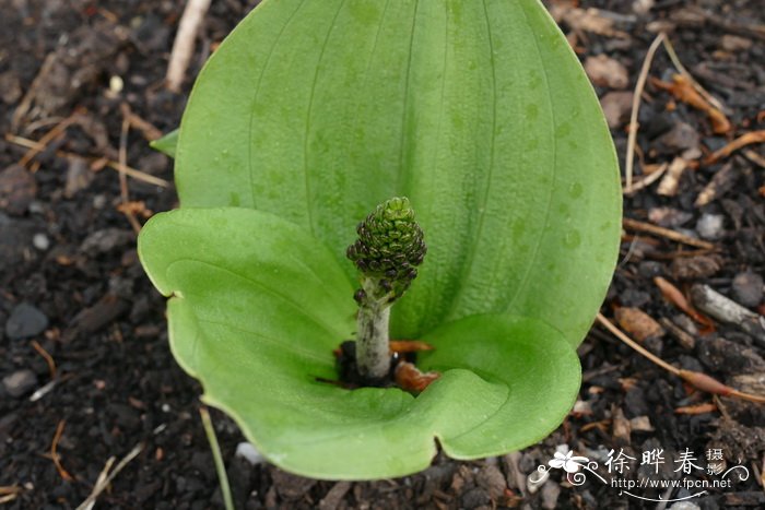 小蓟草图片