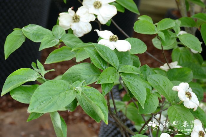 胎菊与杭白菊的功效与作用区别