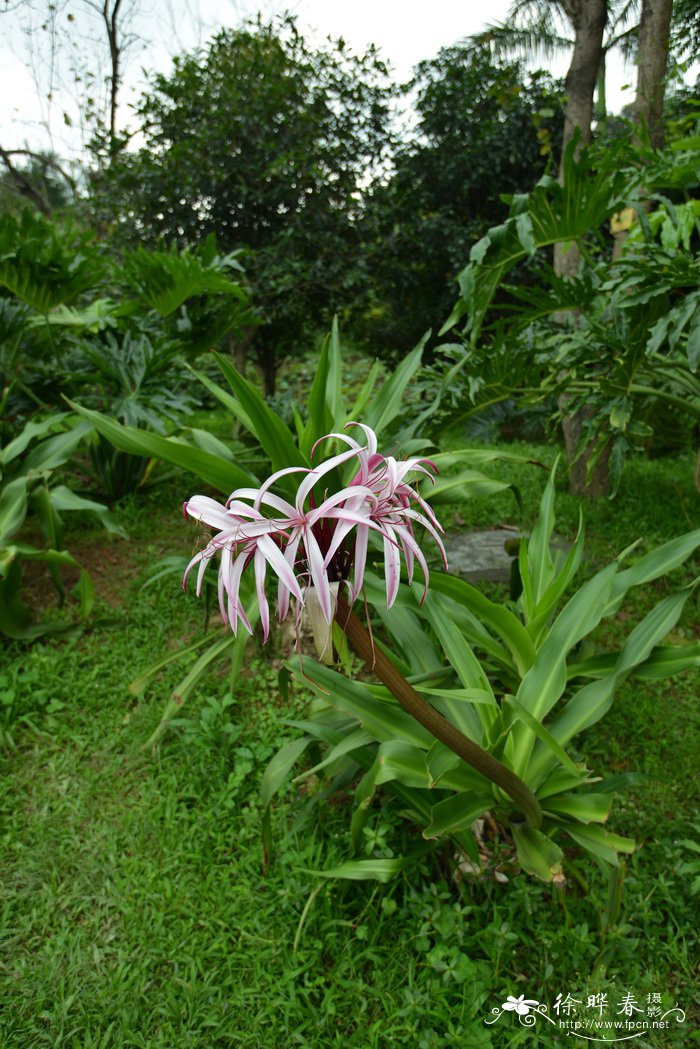 草莓种植