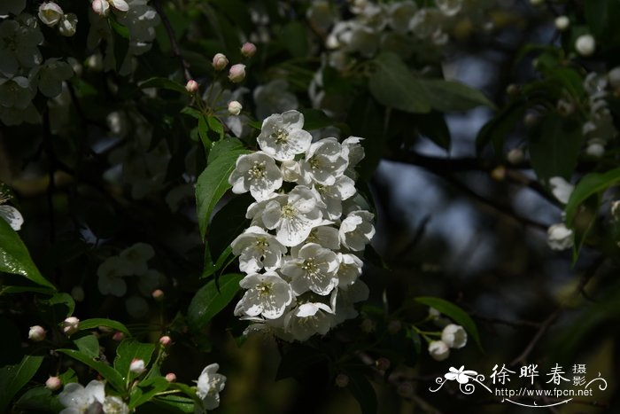 重阳节茱萸图片