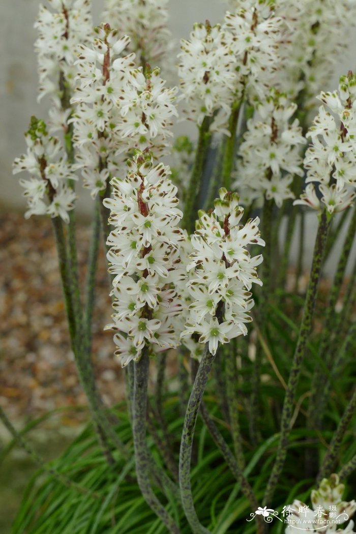 郁金香开花时间