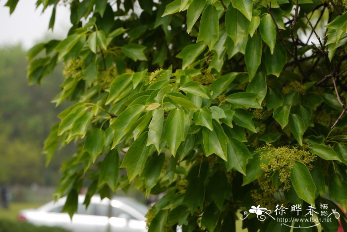 仙人掌花