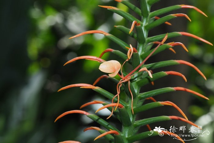 阿斯匹林不适合养的花