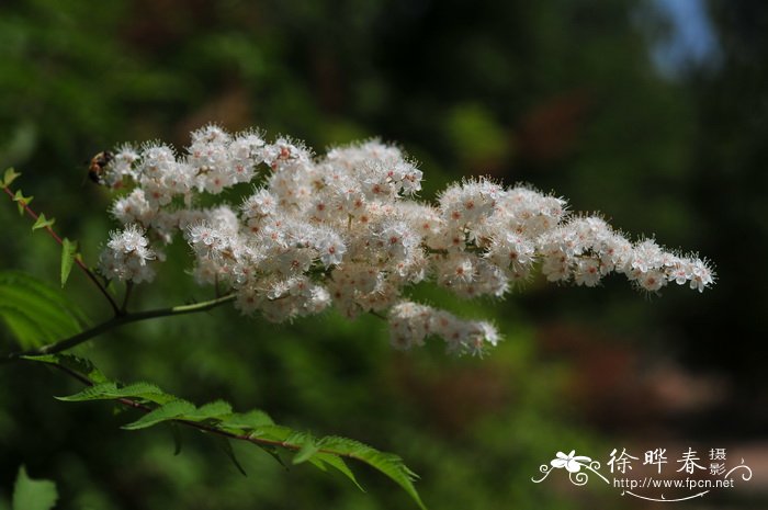 荠菜的介绍