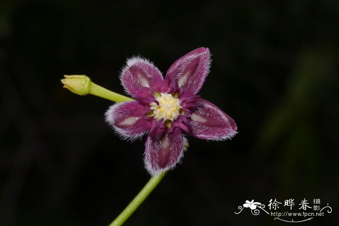 茶花盆栽