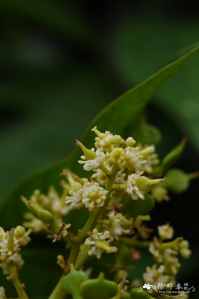 粉色玫瑰花代表什么意思