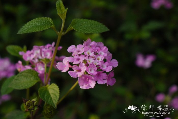 风信子的花语