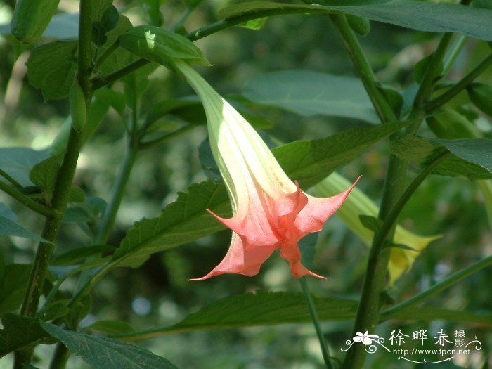 松花菜图片