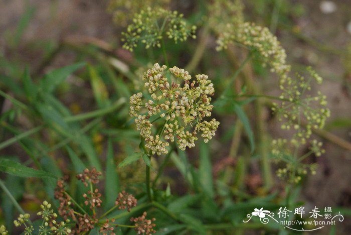 九里香花期