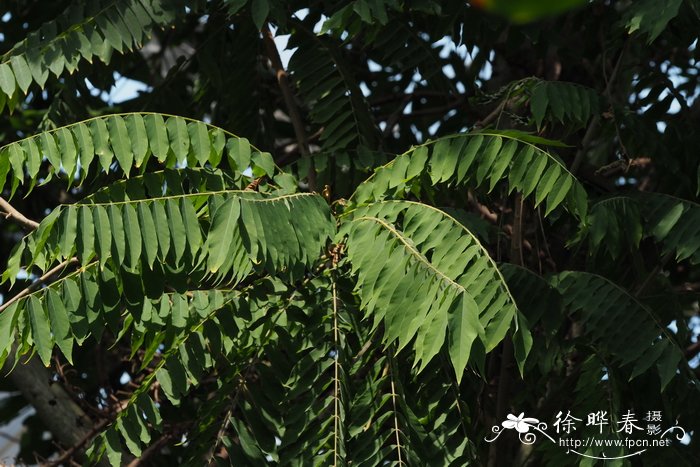 重阳节茱萸图片