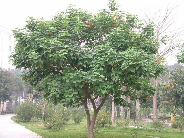 夜香花什么人不能吃