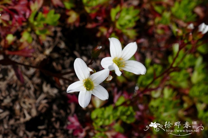 农村现在种植什么好