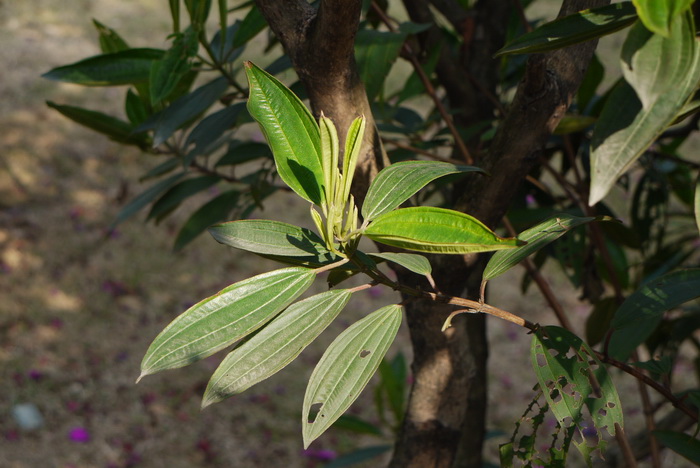 无花果几年结果