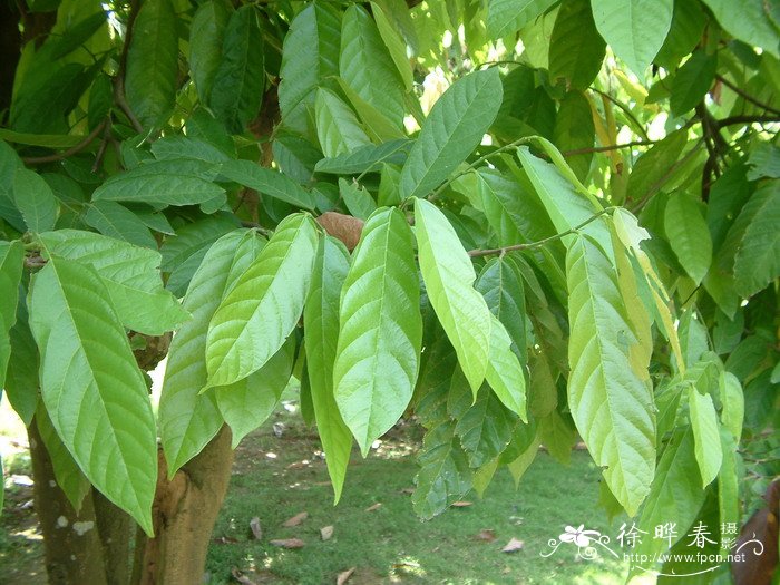 白色郁金香花语