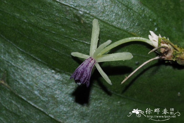 高山杜鹃花图片