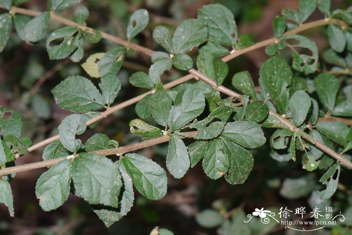 青苔和苔藓的区别图片