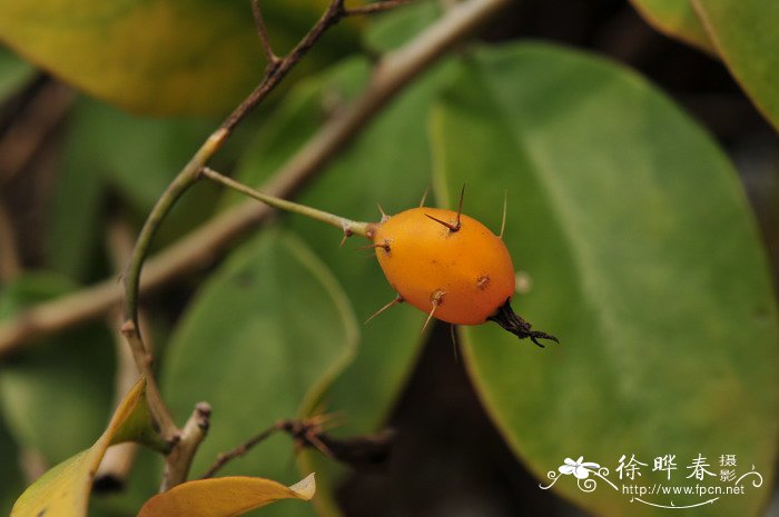 白蜡树市场价格