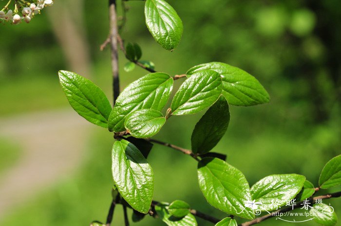 石斛的种植方法及繁殖