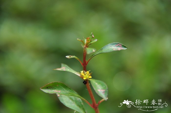 食虫草图片大全